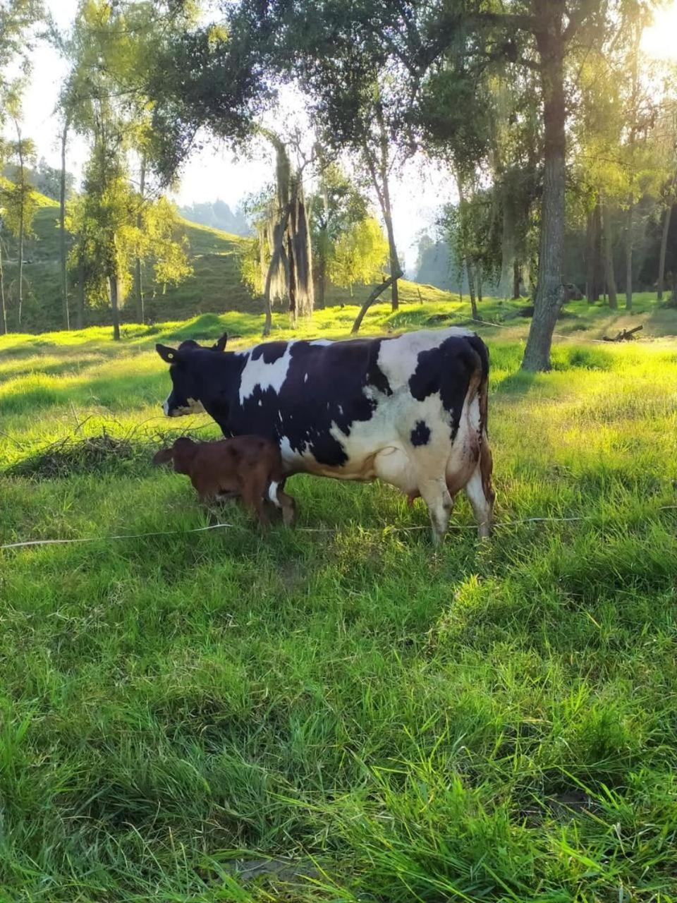 La Lucia Villa Manizales Esterno foto